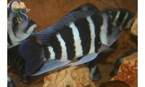 Cyphotilapia Frontosa Blue Zaire Moba